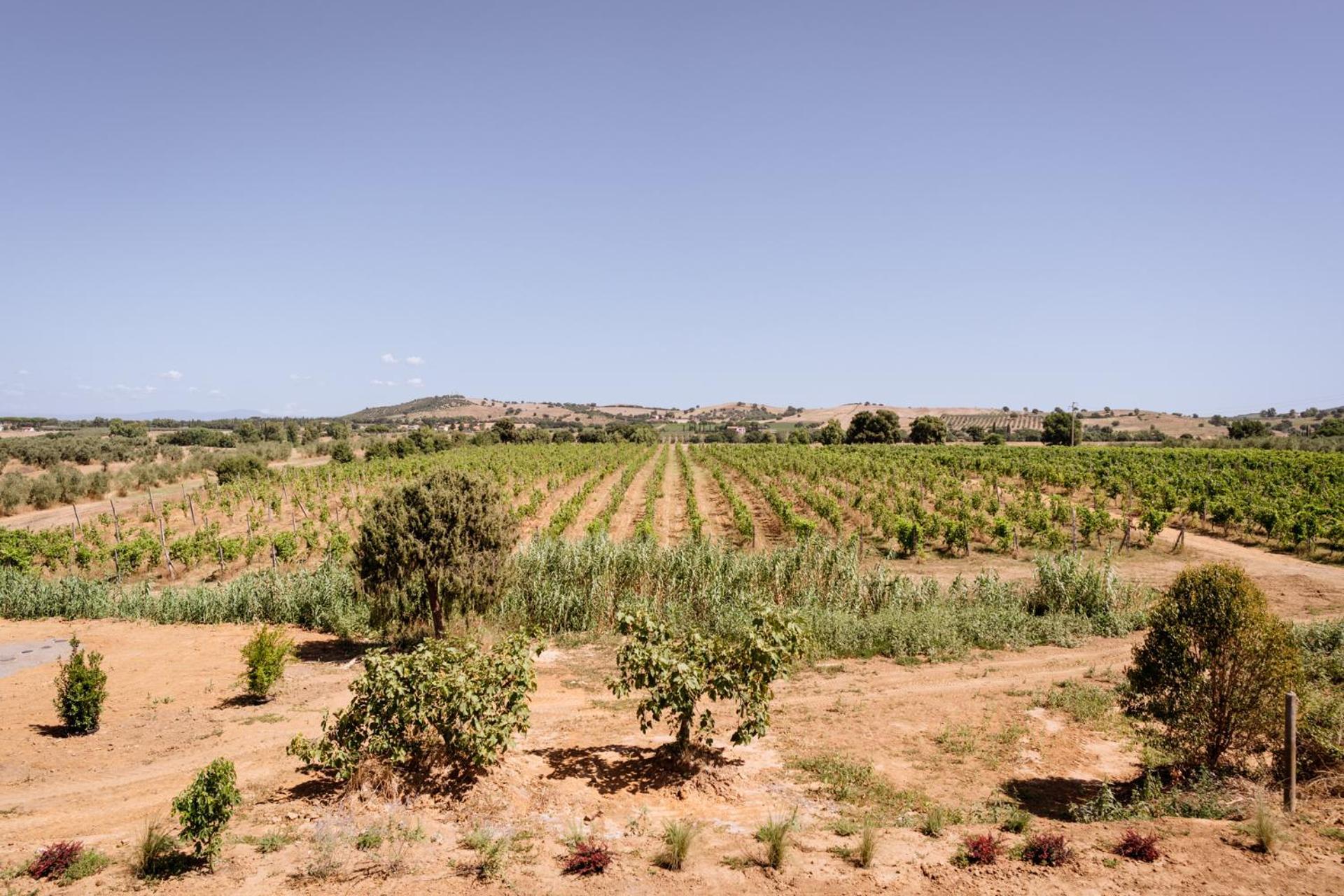 Agriturismo Bio Podere 109 - Wine&Food アルベレーゼ エクステリア 写真