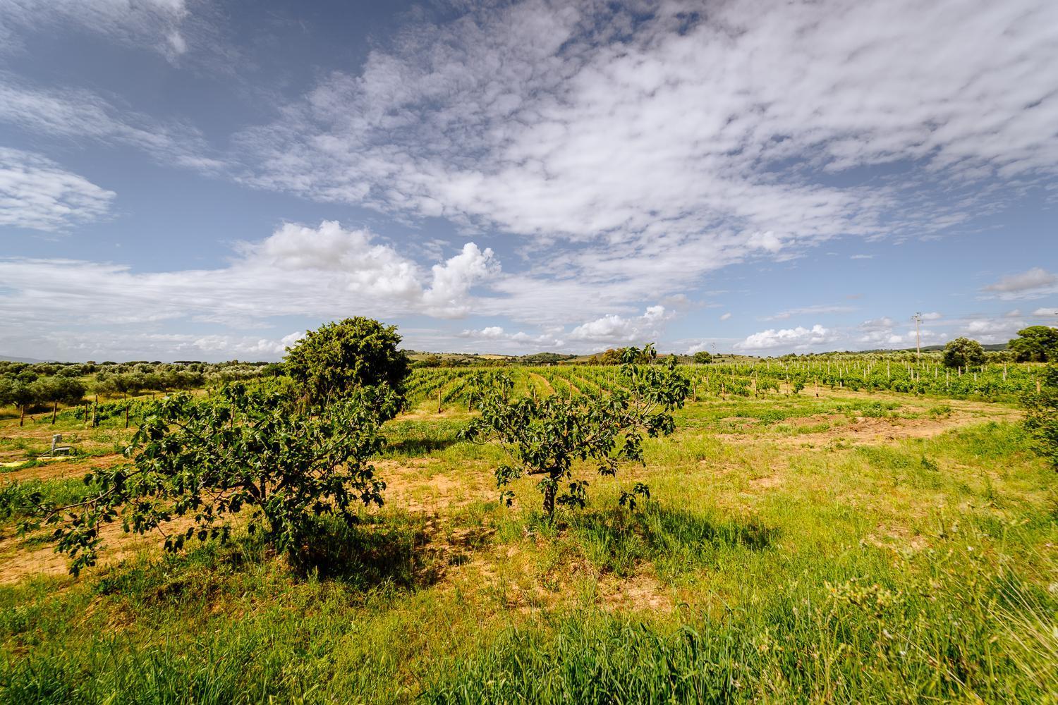 Agriturismo Bio Podere 109 - Wine&Food アルベレーゼ エクステリア 写真